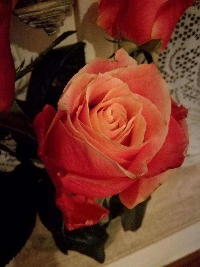 La Rose Panzió NeerNeerpelt Kültér fotó
